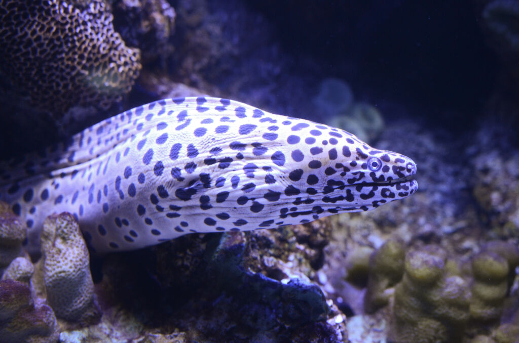 Spotted Moray Eel at Shedd Aquarium Chicago