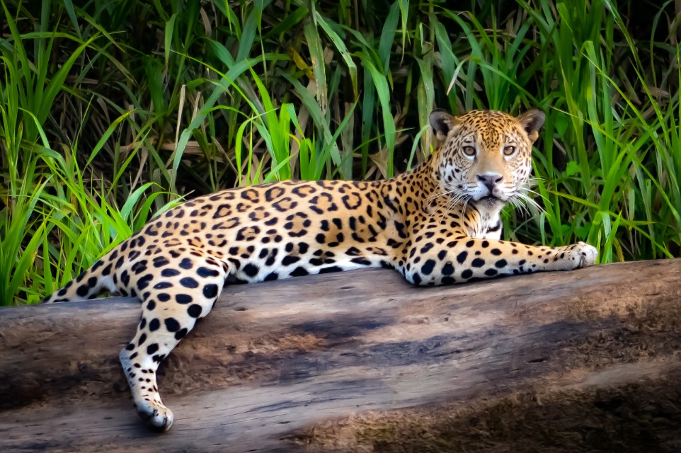 Jaguar relaksuje się na pniu drzewa nad brzegiem rzeki Tambopata, w peruwiańskiej Amazonii
