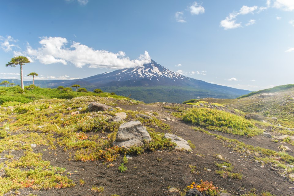 araucarias and llaima volcano, "conguillío" national park