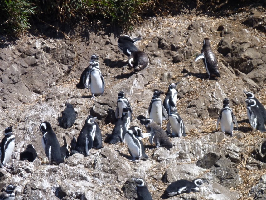 pinguins in reservation punihuil on chiloe island in chilean patagonia